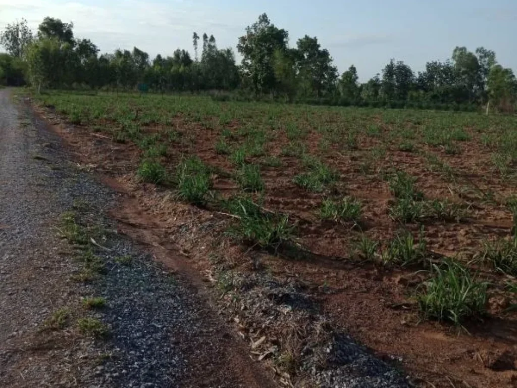 ขายที่ดิน มีโฉนด 32 ไร่ ตบ้านพร้าว อเมือง จหนองบัวลำภู