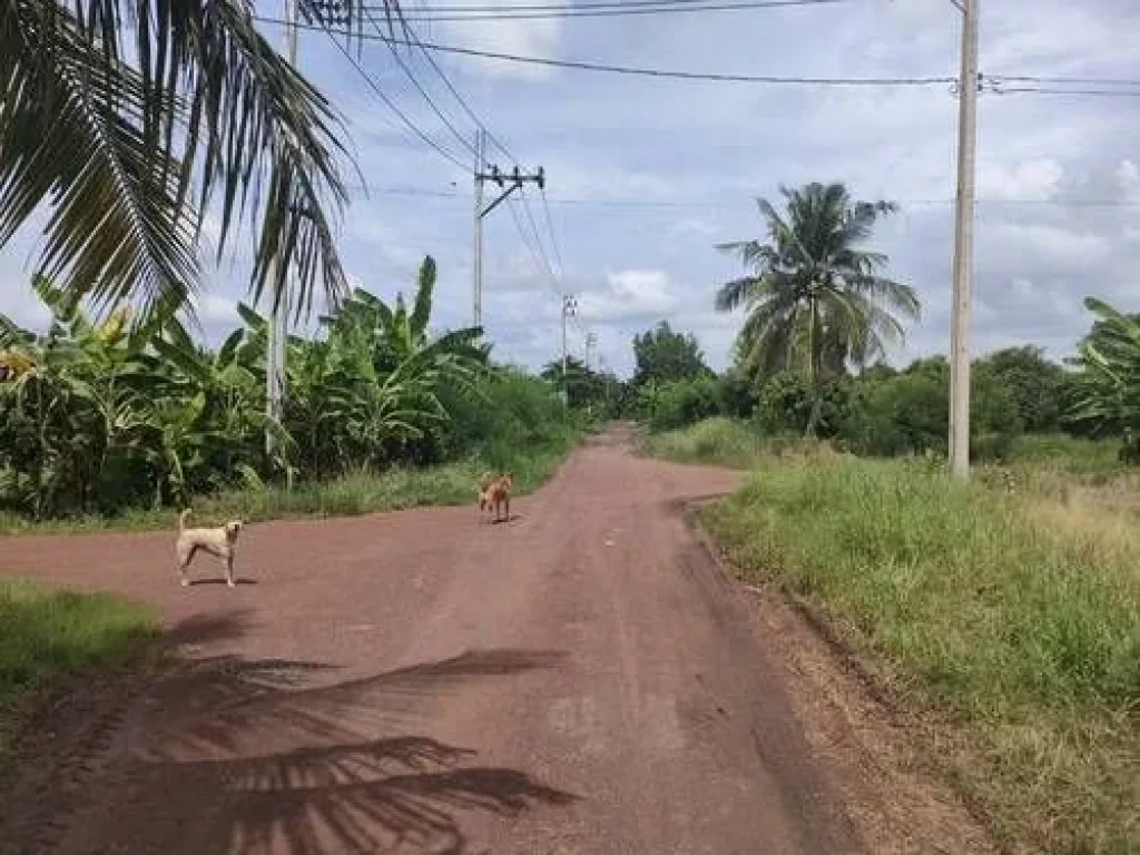 ขายที่ดินเปล่าในถนนร่วมพัฒนา เขตหนองจอก กรุงเทพมหานคร