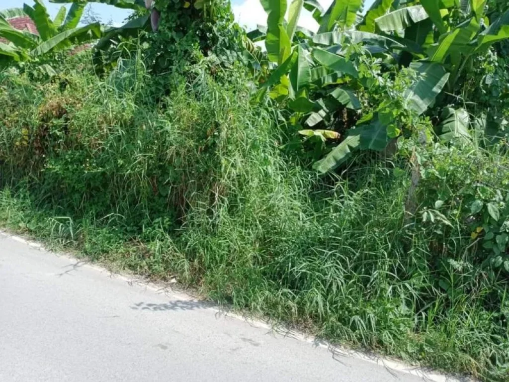 ขายที่ดินติดถนนค้าขายได้ตำบลสันพระเนตรสันทรายโฉนดพร้อมโอน