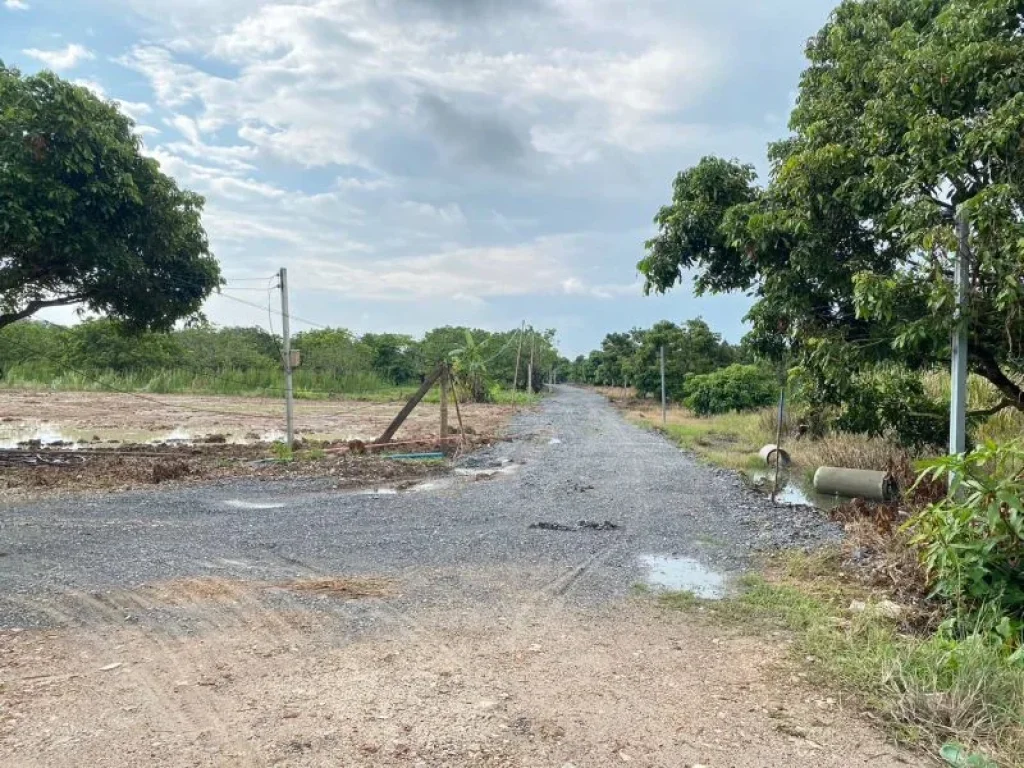 ขายที่สวนลำใยพัฒนาเรียบร้อยประตูป่าจังหวัดลำพูนพร้อมโอน