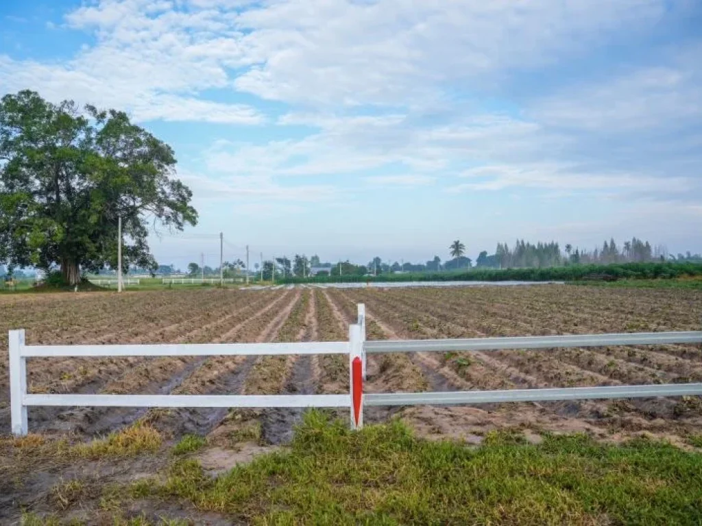 ขายที่ดิน พุหวายวิว เริ่มต้น 1 ไร่ ชะอำ เพชรบุรี