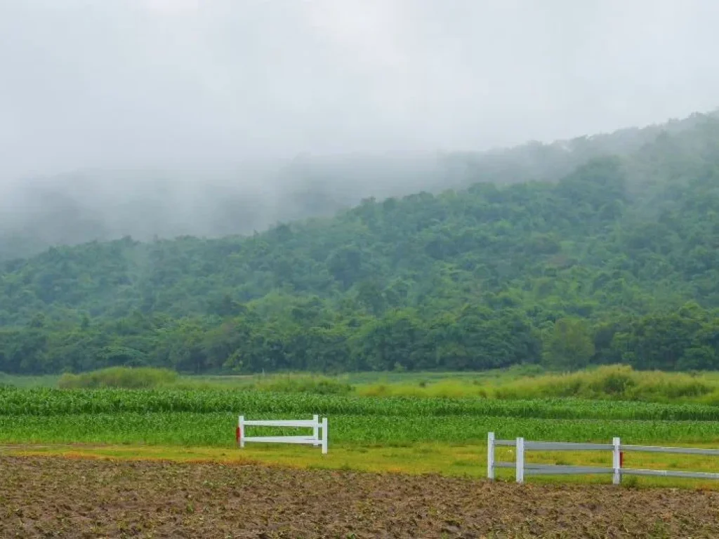 ขายที่ดิน พุหวายวิว เริ่มต้น 1 ไร่ ชะอำ เพชรบุรี