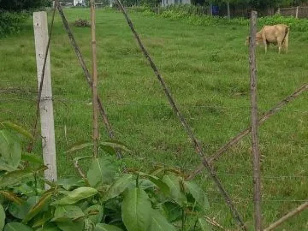 ขายที่ดินตำบลน้ำแพร่บ้านแสนตอห่างถนนหลัก 400เมตรพร้อมโอน