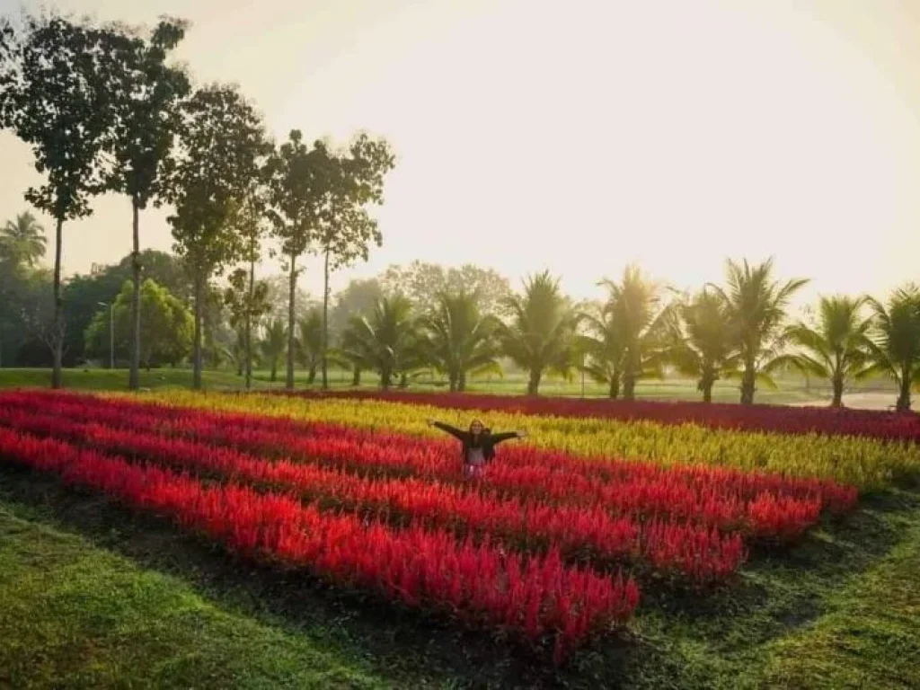 ขายกิจการรีสอทร์วิวดอยพร้อมบ้านพักเชียงดาวโฉนดพร้อมโอน