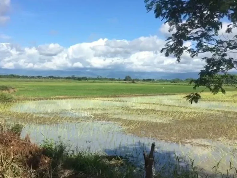 ที่นาวิวสวย 4ไร่กว่า ขายยกแปลงเพียง 890000 บาทพร้อมโอน