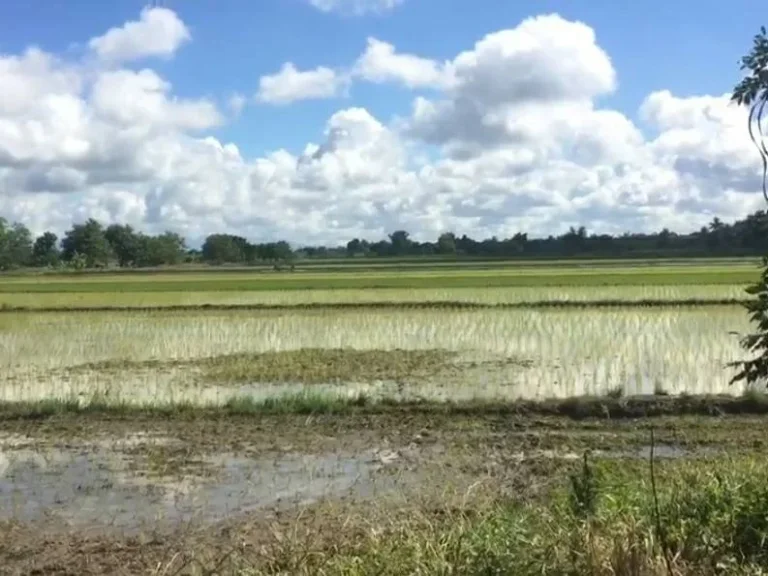 ที่นาวิวสวย 4ไร่กว่า ขายยกแปลงเพียง 890000 บาทพร้อมโอน