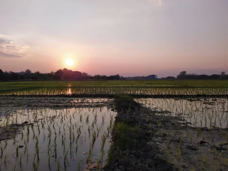 เจ้าของขายเองที่นาสวนผสม 2 ไร่กว่า ขายยกแปลง 790000 บาทพร้อมโอน