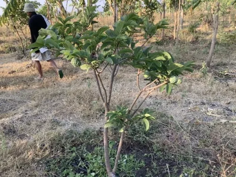 ขายโรงแรมม่านรูด โซนหางดง สันป่าตอง มีใบอนุญาตถูกต้อง จำนวน 26 ห้อง