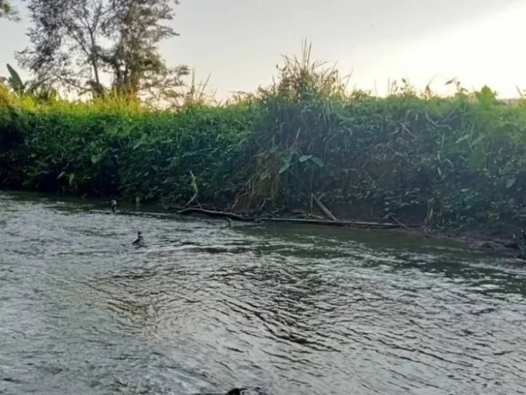 ขายที่ดินวิวภูเขา ติดลำน้ำแม่ริม จเชียงใหม่