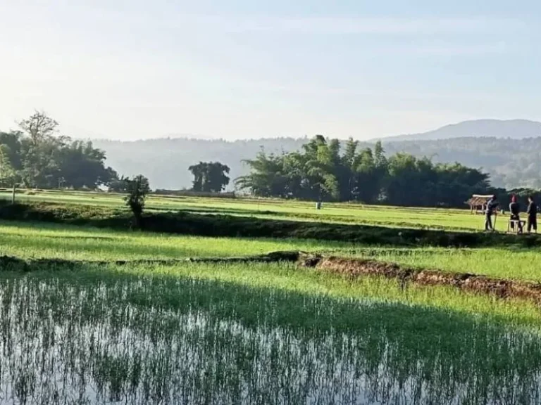 ขายที่ดินวิวภูเขา ติดลำน้ำแม่ริม จเชียงใหม่