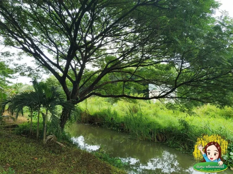 ขายที่ดินสวย วาริน ถนนเลี่ยงเมือง ฝั่งตรงข้ามทางเข้าวัดหนองป่าพง