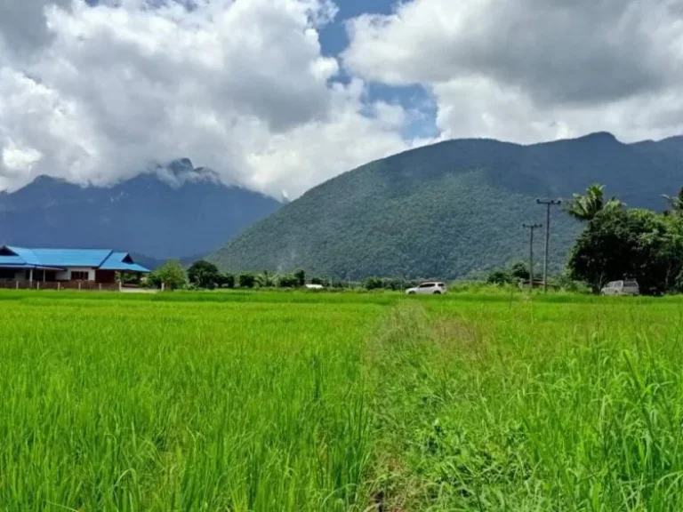 ขายที่ดินวิวดอยหลวงเมืองงาย เชียงดาว ถนนคอนกรีต ราคาถูก