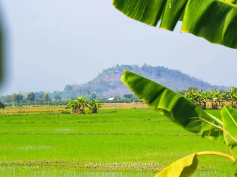 ขายที่นาวิวดอย บ้านน้ำดิบ ป่าซางลำพูน ราคาถูก