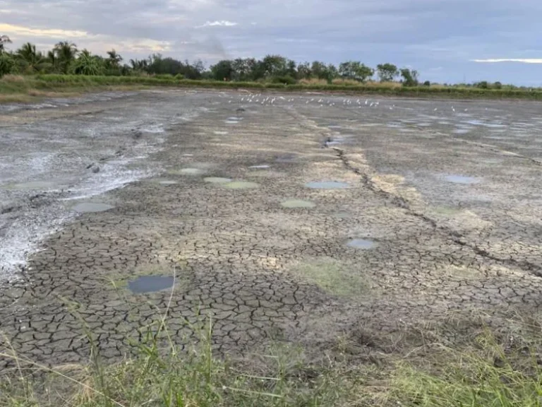 ที่ดินแบ่งขายเมืองฉะเชิงเทรา 15-20 ไร่ เป็นบ่อ ใกล้ถบางน้ำเปรี้ยว-ฉะเชิงเทรา 6 กม จฉะเชิงเทรา