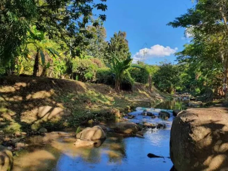 ขายที่ดินวิวดอย หน้าติดถนนหลังติดธานน้ำ ปางจำปี ราคาถูก