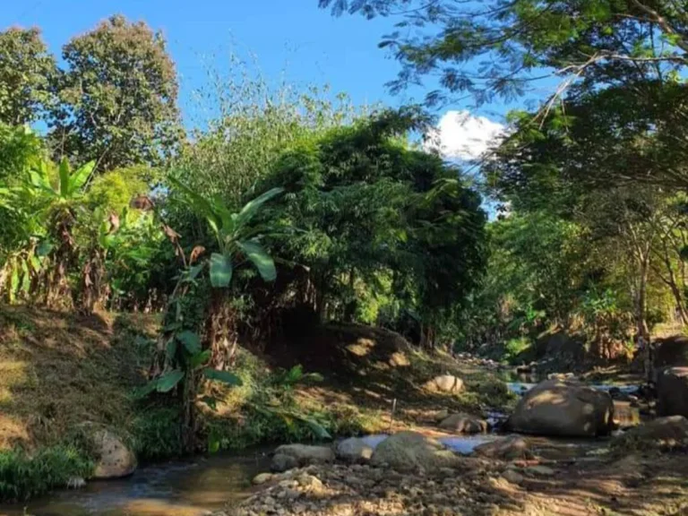 ขายที่ดินวิวดอย หน้าติดถนนหลังติดธานน้ำ ปางจำปี ราคาถูก