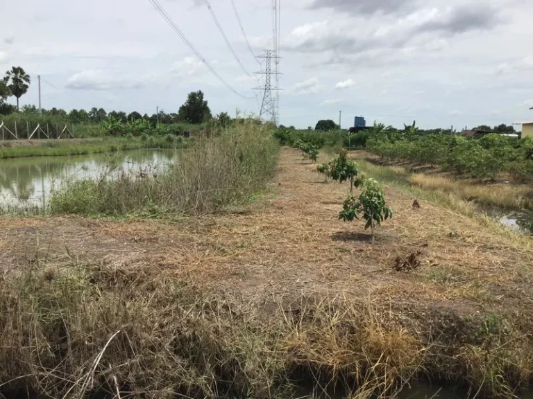 ขายที่ดินเปล่า 3 ไร่ คลองสิบ หนองเสือ