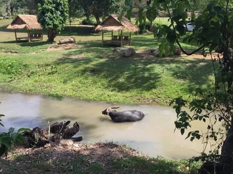 ขายที่ดินวิวดอย ติดธารน้ำ บ้านปง หางดง เชียงใหม่