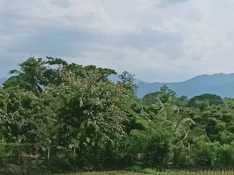 ขายที่นา น้ำบ่อหลวง สันป่าตอง ราคาถูก