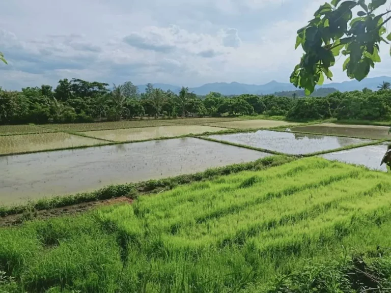 ขายที่นา น้ำบ่อหลวง สันป่าตอง ราคาถูก