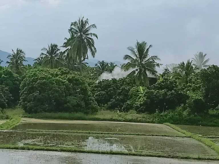 ขายที่นา น้ำบ่อหลวง สันป่าตอง ราคาถูก