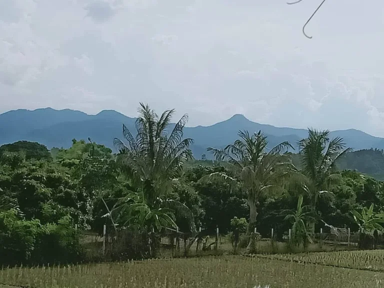 ขายที่นา น้ำบ่อหลวง สันป่าตอง ราคาถูก