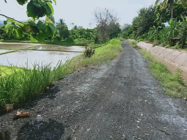 ขายที่นา น้ำบ่อหลวง สันป่าตอง ราคาถูก