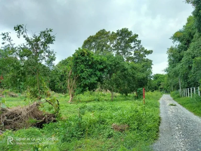 ขายที่สวนมะยงค์ชิด รูปที่สวย ติดคลองสวย เนื้อที่ 6-3-40 ไร่ ตป่าขะ อบ้านนา จนครนายก