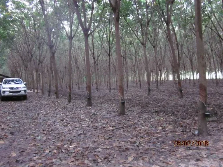 สวนยางพาราประมาณ 16 ไร่ บสันติสุข ตบักดอง ขุนหาญ ศรีสะเกษ