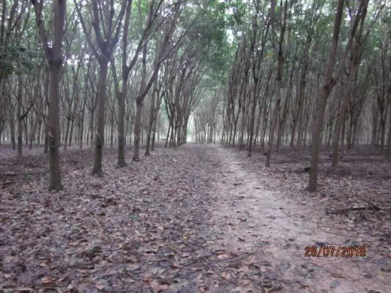 สวนยางพาราประมาณ 16 ไร่ บสันติสุข ตบักดอง ขุนหาญ ศรีสะเกษ