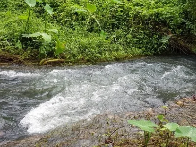 ขายที่สวนหน้าติดถนนลาดยาง ท้ายติดลำธาร เนื้อที่ 4 ไร่ 67 ตรว ตเขาพระ อเมืองนครนายก จนครนายก