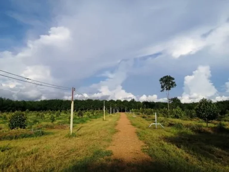 ขายสวนทุเรียน จังหวัดจันทบุรี เนื้อที่ 18ไร่