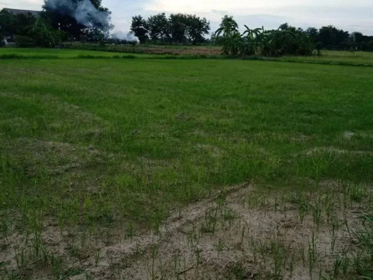 ขายที่ดินติดถนน เห็นพระธาตุ ทำเลค้าขายได้ ดอยสะเก็ต ป่าลาน