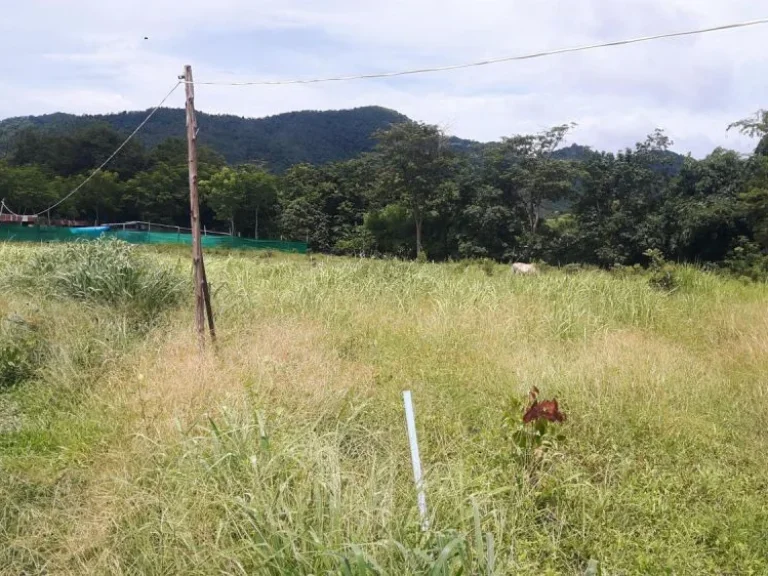 ขายที่ดินม่าหนิก 25ไร่ อถลาง จภูเก็ต Land For Sale 25 Rai Ban Manik Thalang Phuket