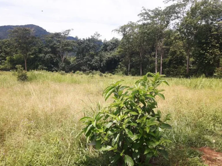 ขายที่ดินม่าหนิก 25ไร่ อถลาง จภูเก็ต Land For Sale 25 Rai Ban Manik Thalang Phuket