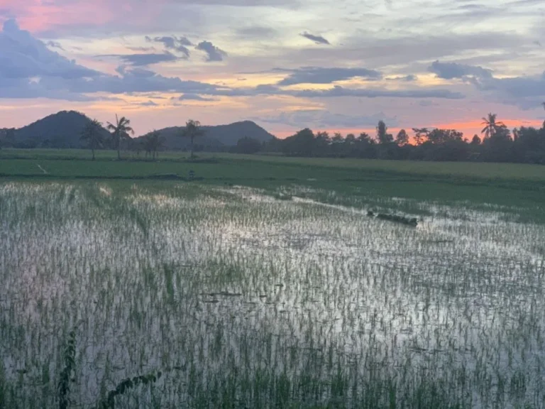 ขายที่นา 5 ไร่ 82 ตรว ตำบลยางนอน อำเภอเดิมบางนางบวช จังหวัดสุพรรณบุรี