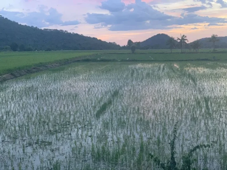 ขายที่นา 5 ไร่ 82 ตรว ตำบลยางนอน อำเภอเดิมบางนางบวช จังหวัดสุพรรณบุรี