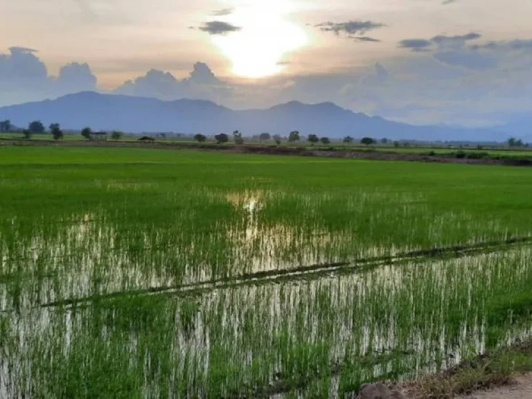 ขายที่ดิน 5 ไร่ 14 ตรว ตำบลศรีดอนมูล อำเภอเชียงแสน จังหวัดเชียงราย