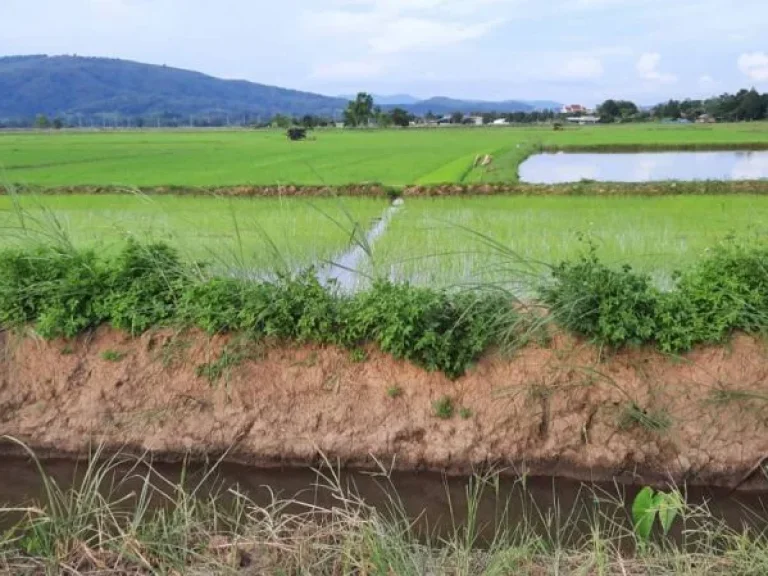 ขายที่ดิน 5 ไร่ 14 ตรว ตำบลศรีดอนมูล อำเภอเชียงแสน จังหวัดเชียงราย