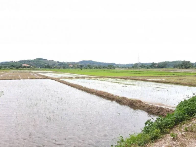 ขาย ที่ดินเปล่า 3510 ตรว ตจอมสวรรค์ อแม่จัน เชียงราย