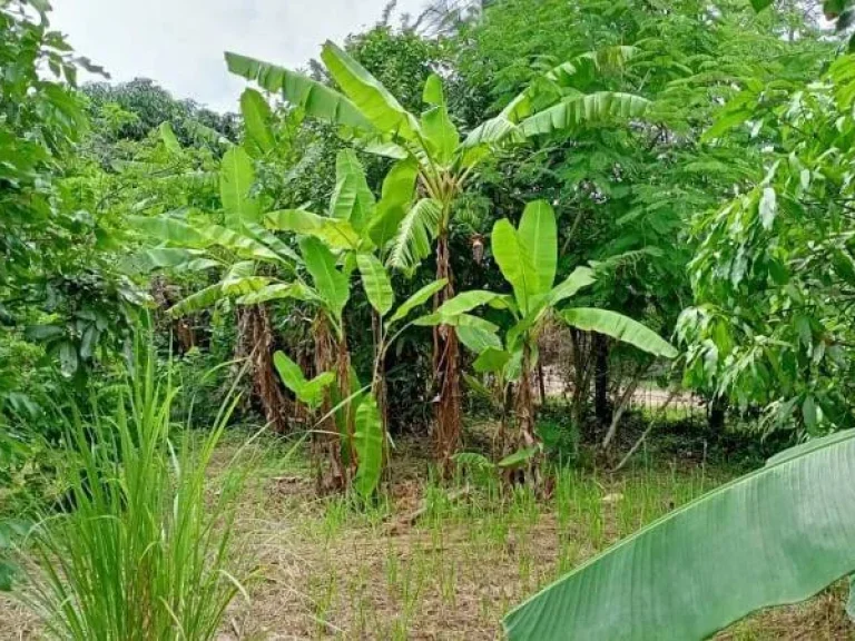 ขายที่ดินสะลวง แม่ริม ถนนคอนกรีต พระธาตุสี่รอย