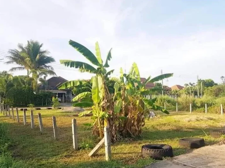 ขายที่ดินหนองอาบช้าง สันโป่ง แม่ริม เชียงใหม่