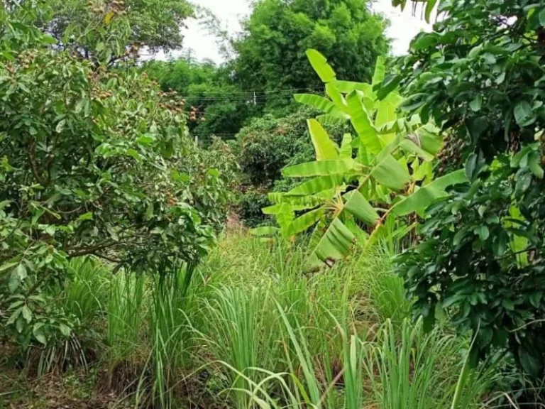 ขายที่สวนแม่ริม เชียงใหม่ ติดถนนลาดยาง