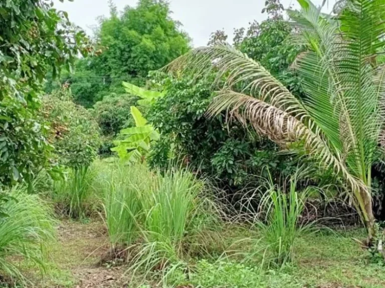 ขายที่สวนแม่ริม เชียงใหม่ ติดถนนลาดยาง