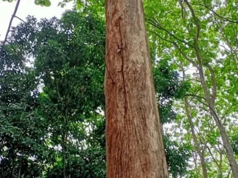 ขายที่ดินเชียงใหม่ติดถนนหลัก 107 วิวภูเขาม่อนแจ่ม