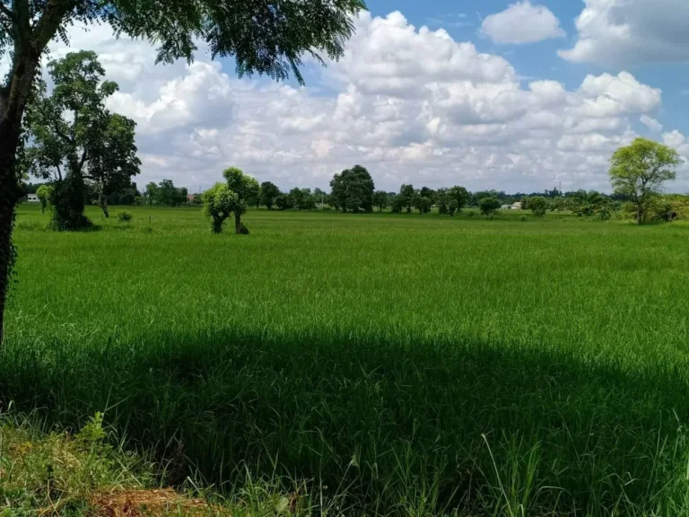 ขาย ที่ดิน AEC พื้นที่เศษฐกิจ หน้ากว้าง 45 เมตร ทำเลทอง 12 ไร่ 3 งาน ห่างจากสะพานมิตรภาพไทยลาวไม่ถึง 5 กิโล