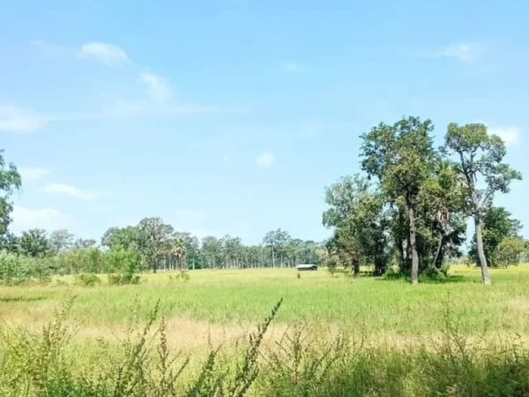 ที่นาแปลงสวย ติดถนนลาดยาง อนางรอง บุรีรัมย์