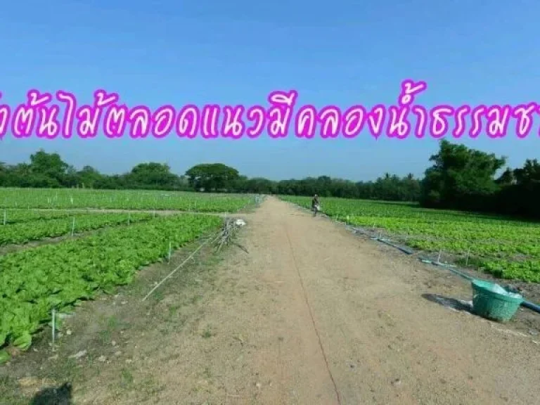 ขายที่ดินผืนใหญ่ 30 ไร่ ที่ติดกับอดุลย์ แสงสิงแก้ว 120