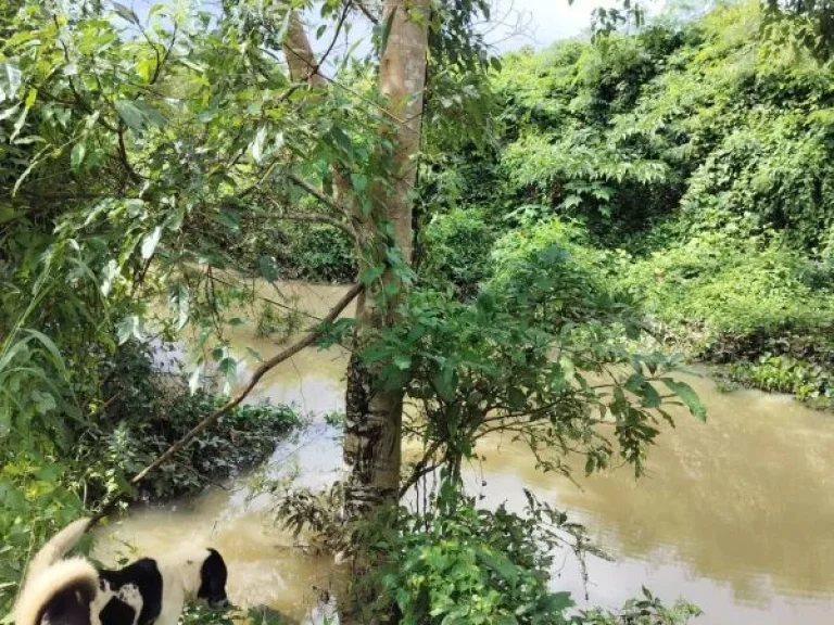 ขายที่ดินสวนทุเรียนติดลำธาร อำเภอโป่งน้ำร้อน จังหวัดจันทบุรี