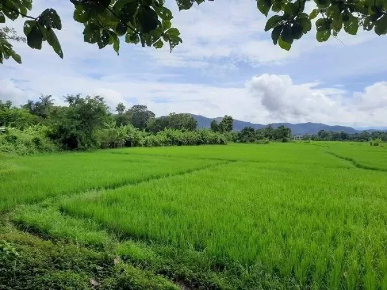 ที่ดินไร่ละไม่เกิน2ล้าน อดอยสะเก็ดเชียงใหม่ ติดทางหลวงชนบท